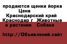 продаются щенки йорка › Цена ­ 15 000 - Краснодарский край, Краснодар г. Животные и растения » Собаки   